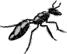 ant-45806_960_720.png